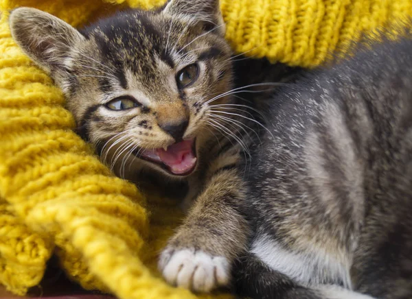 Proužkované kotě je zabaleno do žlutého pleteného šálu. — Stock fotografie