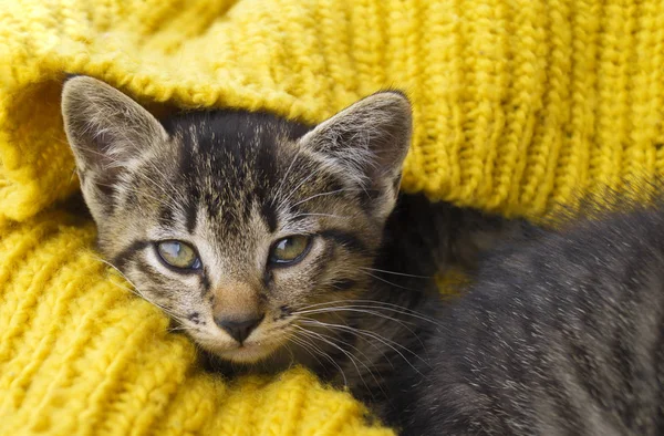 縞模様の子猫は黄色いニットのスカーフで包まれています. — ストック写真