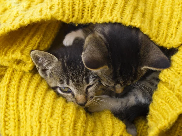 Zwei gestreifte Kätzchen sind in einen gelben Strickschal gewickelt. Robben spielt durch. — Stockfoto