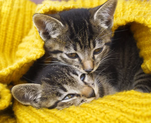 Deux chatons rayés sont enveloppés dans une écharpe tricotée jaune. Jeu de phoques . — Photo
