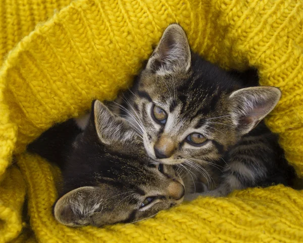 2匹の縞模様の子猫は黄色のニットスカーフで包まれています。シールプレイ. — ストック写真