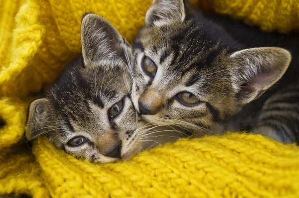 2匹の縞模様の子猫は黄色のニットスカーフで包まれています。シールプレイ. — ストック写真