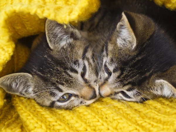 İki çizgili kedi yavrusu sarı örme bir atkıya sarılır. Seals oynamak. — Stok fotoğraf