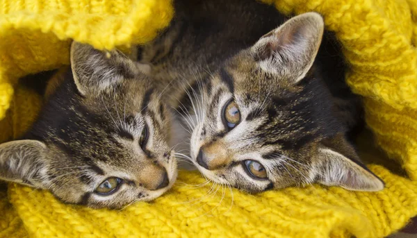 Dois gatinhos listrados são envoltos em um lenço de malha amarelo. Selos jogar . — Fotografia de Stock