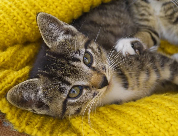 Pasiasty kotek jest owinięty w żółty dzianinowy szalik. — Zdjęcie stockowe