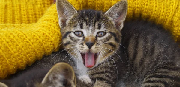 O gatinho listrado é envolto em um lenço de malha amarelo . — Fotografia de Stock