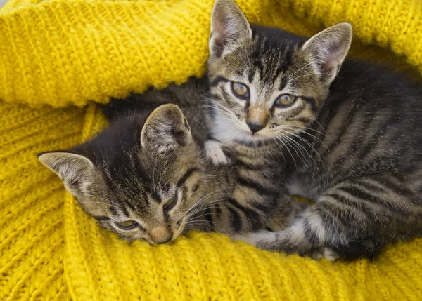 2匹の縞模様の子猫は黄色のニットスカーフで包まれています。シールプレイ. — ストック写真