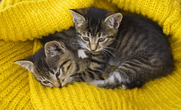 Zwei gestreifte Kätzchen sind in einen gelben Strickschal gewickelt. Robben spielt durch. — Stockfoto
