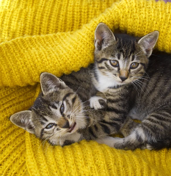 Dvě proužkované koťátka jsou zabaleny do žlutého pleteného šálu. Závěr hry. — Stock fotografie