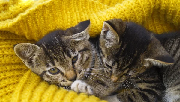 Two striped kittens are wrapped in a yellow knitted scarf. Seals play. — Stock Photo, Image