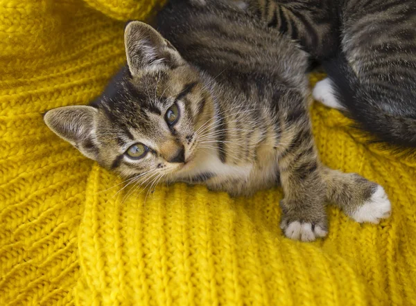 Das gestreifte Kätzchen ist in einen gelben Strickschal gewickelt. — Stockfoto