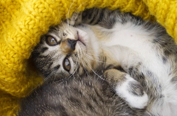 O gatinho listrado é envolto em um lenço de malha amarelo . — Fotografia de Stock