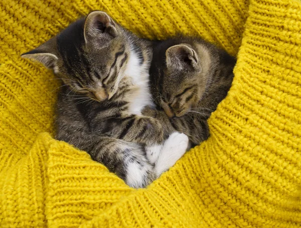 Dvě proužkované koťátka jsou zabaleny do žlutého pleteného šálu. Závěr hry. — Stock fotografie