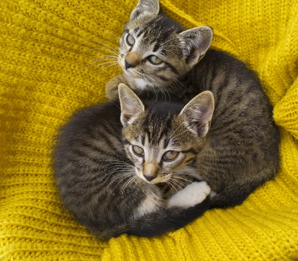 2匹の縞模様の子猫は黄色のニットスカーフで包まれています。シールプレイ. — ストック写真