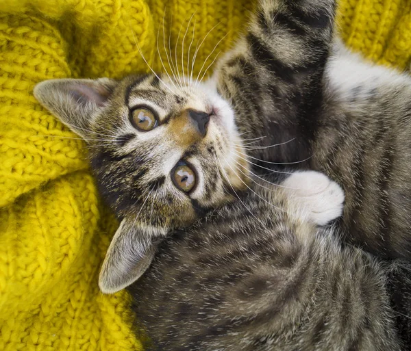 Le chaton rayé est enveloppé dans une écharpe tricotée jaune . — Photo