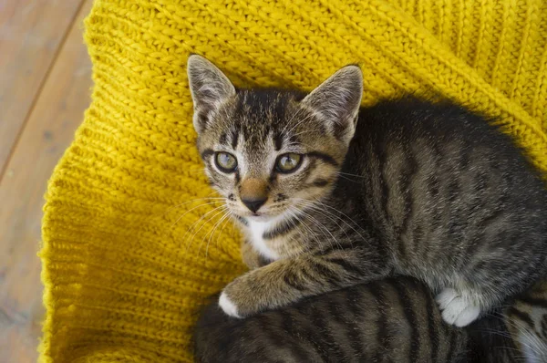 条纹小猫裹着一条黄色的针织围巾. — 图库照片