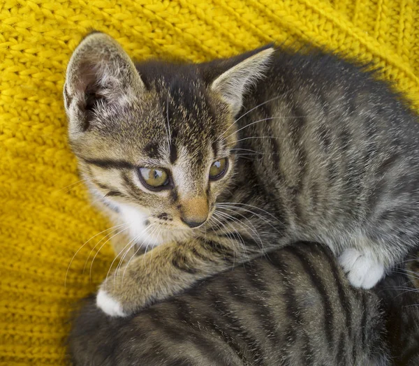 Çizgili kedi yavrusu sarı örme bir eşarp sarılır. — Stok fotoğraf