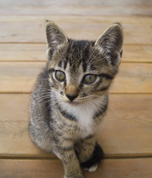 Mały Tabby kot siedzi na drewnianych deskach. Kociak leży rozciągnięty. — Zdjęcie stockowe