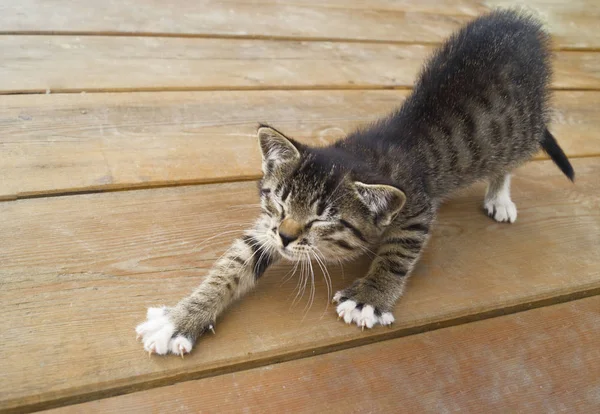 Μια μικρή γατούλα κάθεται σε ξύλινες σανίδες. Το γατάκι απλώνεται. — Φωτογραφία Αρχείου