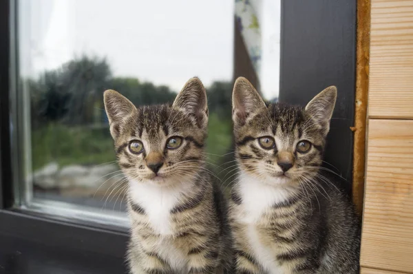 Dwa małe paski kocięta siedzieć na parapecie. Okno domu na podwórku. — Zdjęcie stockowe