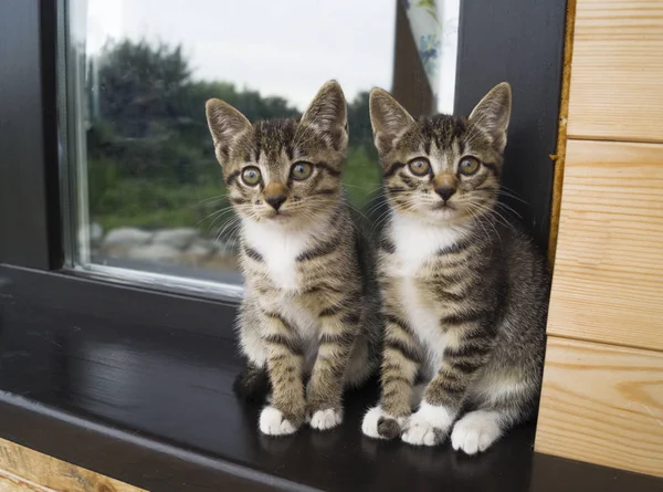 Két kis csíkos cica az ablakpárkányon ül. A ház ablaka az udvarban. — Stock Fotó