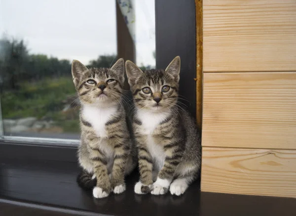 Two small striped kittens sit on the windowsill. Window of the house in the yard. — Stock Photo, Image