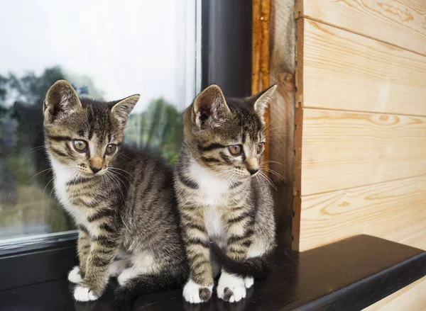 Két kis csíkos cica az ablakpárkányon ül. A ház ablaka az udvarban. — Stock Fotó