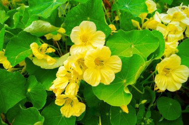 Nasturtium çiçek doğal ortamda yetişir.