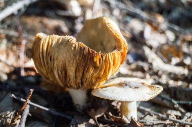 yenmez mantar boletus ormanda yetişir.