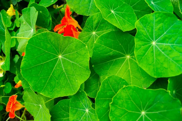 Nasturtium flower grows in the natural environment. — Stock Photo, Image
