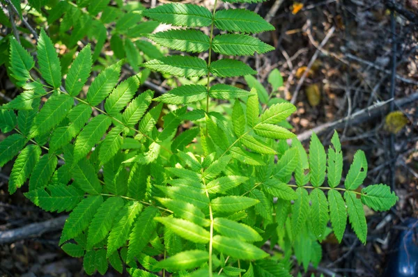 Grama da floresta cresce em um pântano . — Fotografia de Stock