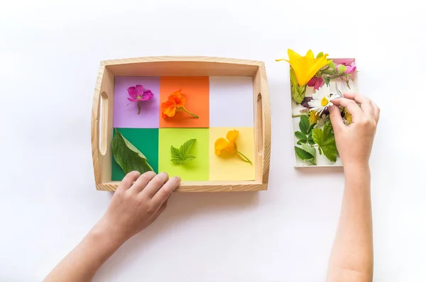 Montessori materyali düz bir doğa. Çocuklar çiçekleri renkli gökkuşağına göre ayırırlar. Beyaz arkaplanda tahta tepsi.