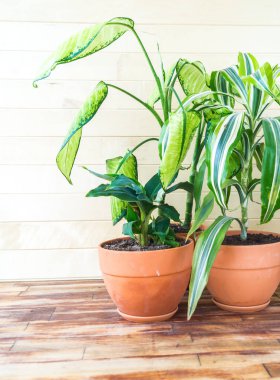 Terracotta tenceresinde sulu bitki ve palmiye ağacı. Doğal ışık. bitki ev dekorasyonu