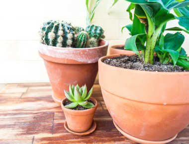 Terracotta tenceresinde sulu bitki ve palmiye ağacı. Doğal ışık. bitki ev dekorasyonu