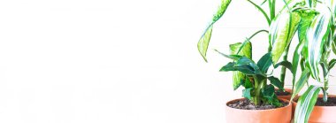 Terracotta kabında sulu bitki ve muz palmiyesi. Doğal ışık. santral ev dekorasyonu Afişi Boşluğu kopyala