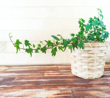 Ivy örgü örmüş bir makrom kabının içinde. Doğal ışık. bitki ev dekorasyonu