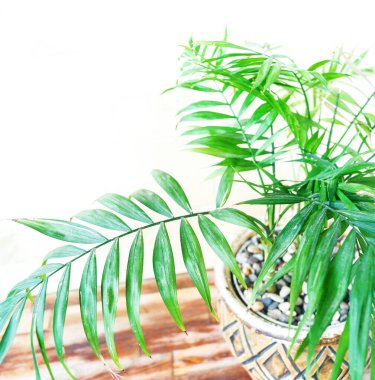 Seramik kapta Dracaena palmiyesi. Doğal ışık. bitki ev dekorasyonu Boşluğu kopyala