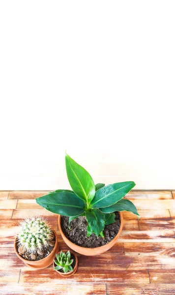 Παχύρευστο Φυτό Και Φοίνικας Γλάστρα Τερακότα Φυσικό Φως Φυτό Διακόσμηση — Φωτογραφία Αρχείου