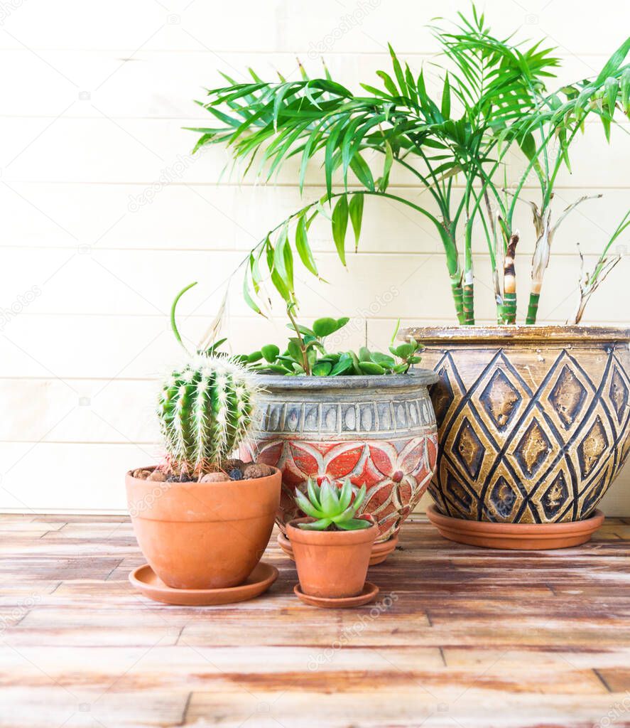 Succulent plant and palm tree in a terracotta pot. Natural light. plant home decoration
