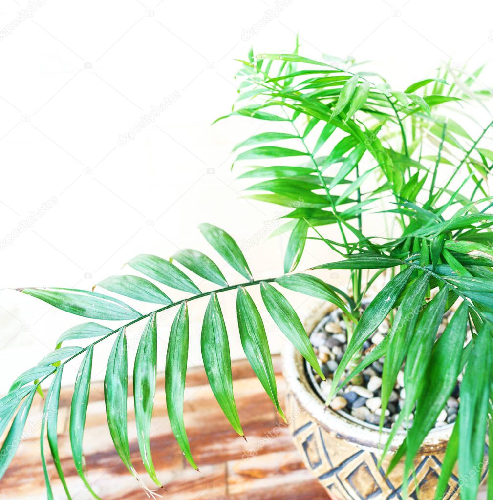 Dracaena palm in a ceramic pot. Natural light. plant home decoration Copy space