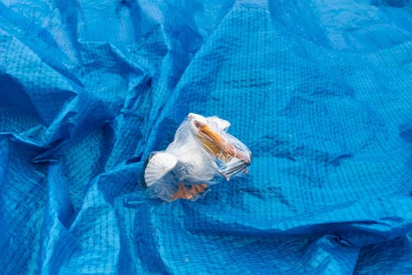 Pelikan Verheddert Sich Einer Plastiktüte Plastiktierkonzept Blauer Hintergrund Problem Der — Stockfoto