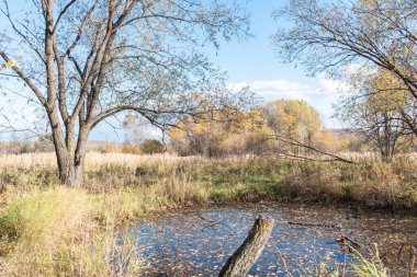 Sonbahar doğası. Kuru ot ve ağaç Gizemli bir şekilde Açık Alan.