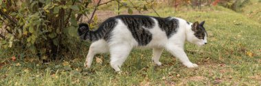 Sokaktaki kedi dünyayı keşfediyor. Hayvan yürüyüşü. Siyah ve beyaz renkli. Sonbahar