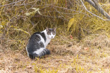 Sokaktaki kedi dünyayı keşfediyor. Hayvan yürüyüşü. Siyah ve beyaz renkli. Sonbahar