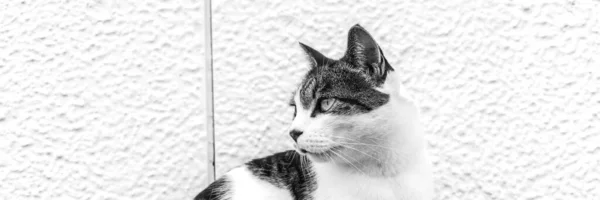 Bir Kedinin Siyah Beyaz Fotoğrafı Hayvan Ahşap Zeminde Oturur Köy — Stok fotoğraf