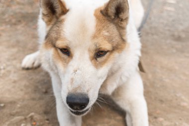 Köy köpeği Husky. Oyuncu köpek çocuk. Fotoğrafı kapat. Odaklanmayın