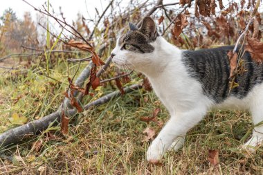 Sokaktaki kedi dünyayı keşfediyor. Hayvan yürüyüşü. Siyah ve beyaz renkli. Sonbahar