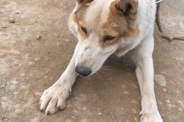 Köy köpeği Husky. Oyuncu köpek çocuk. Fotoğrafı kapat. Odaklanmayın