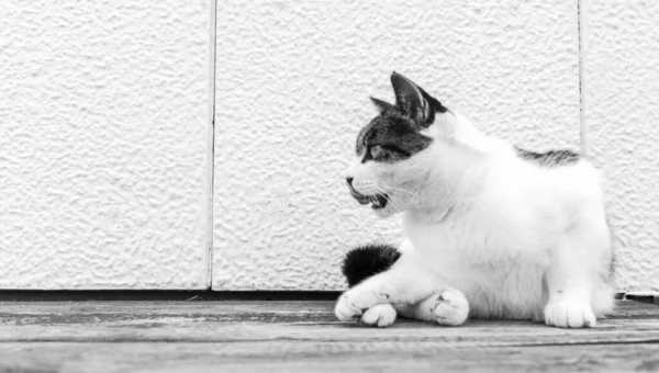 Bir Kedinin Siyah Beyaz Fotoğrafı Hayvan Ahşap Bir Zeminde Yıkanır — Stok fotoğraf