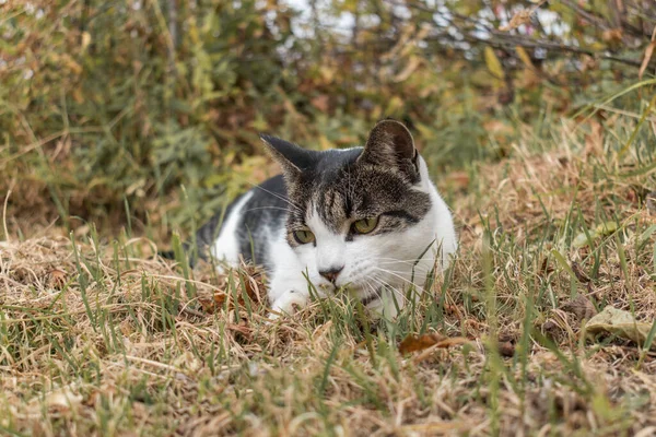 Katten Gatan Utforskar Världen Sällskapsdjur Svart Och Vit Färg Höst — Stockfoto
